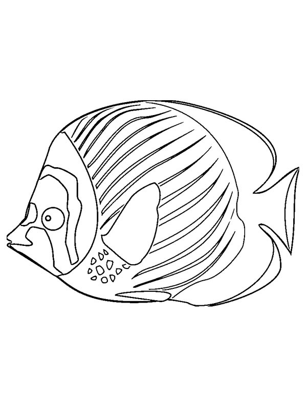 Rybki kolorowanki